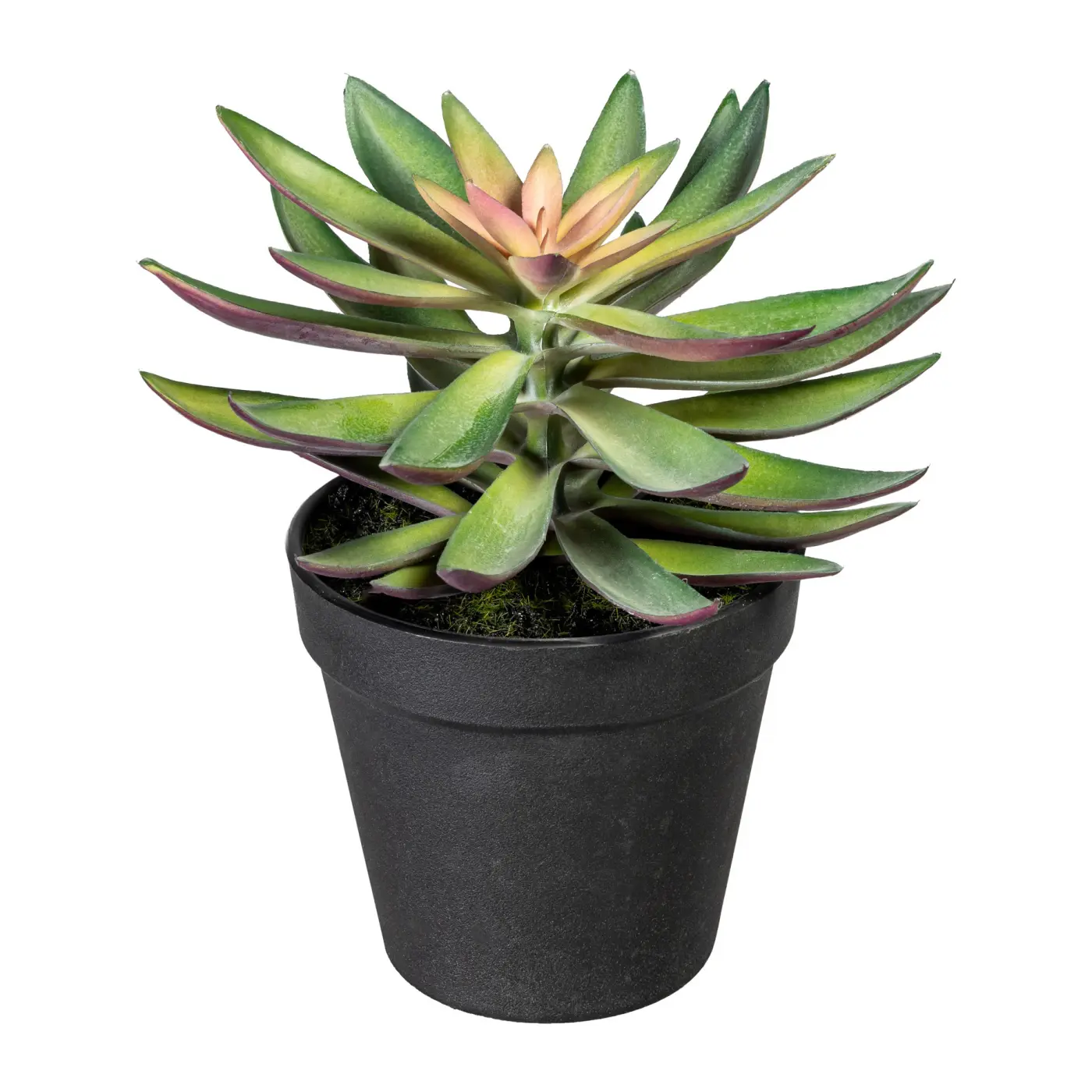 Sukkulenten 15-18cm im Topf, sort. grün grün, schwarz Kunststoff ca. 16cm