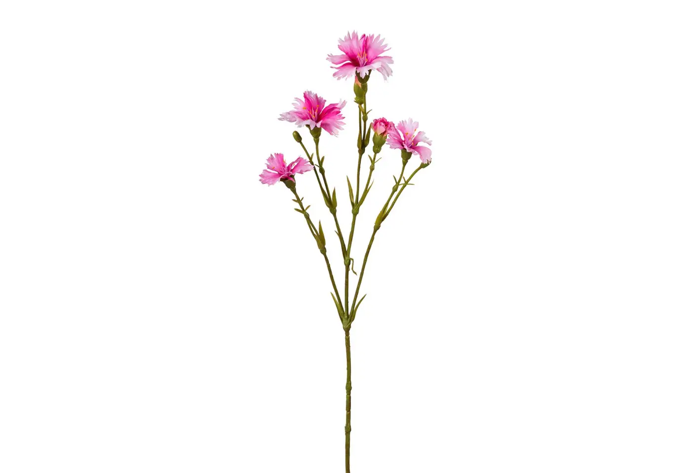 Lichtnelkenzweig 62cm 62cm, rosa