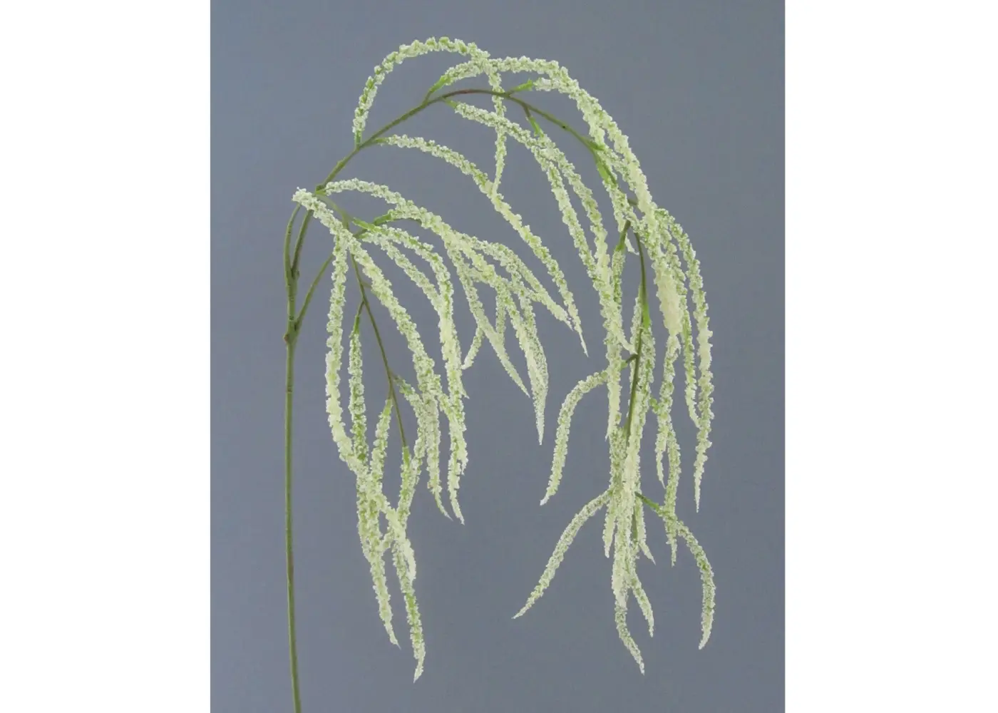 Amaranthus 102cm 102cm, creme
