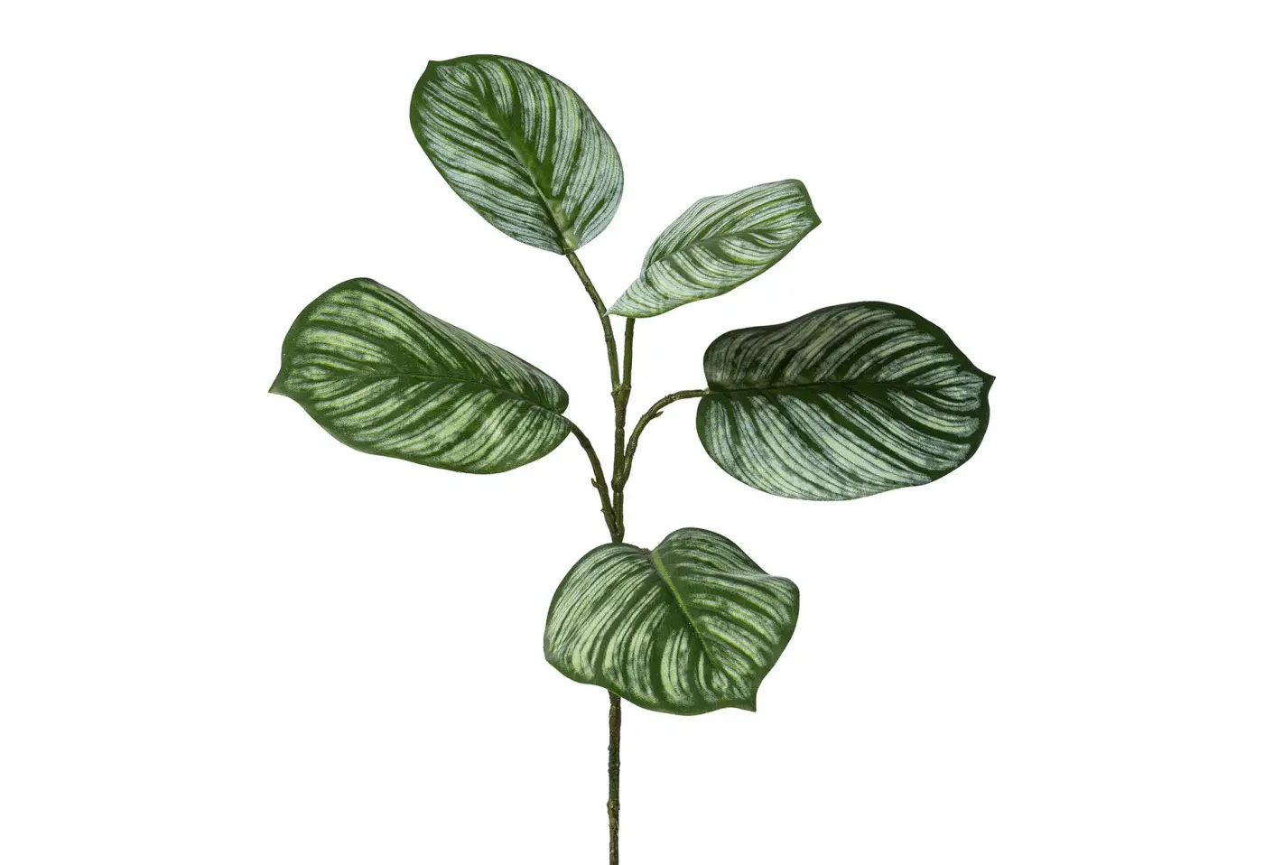 Calatheazweig 58cm 58cm